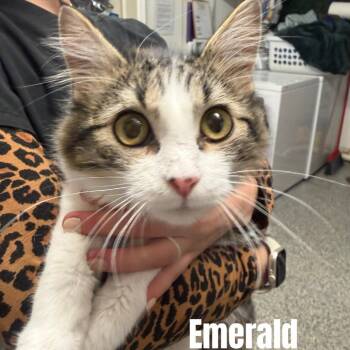 Emerald *Meet me at Eagan Petsmart* -  Domestic Medium Hair Cat for Adoption in Buffalo, Minnesota - Emerald *Meet Me At Eagan Petsmart* | PetCurious