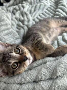 Dumpling -  Domestic Short Hair Cat for Adoption in St. Cloud, Florida - Dumpling | PetCurious