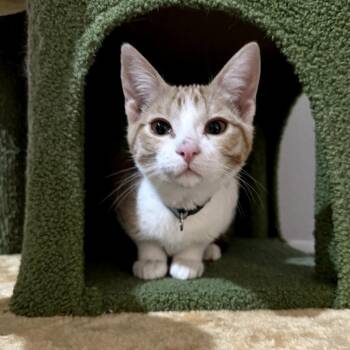 Domestic Short Hair Cats Available for Adoption - Cher | PetCurious