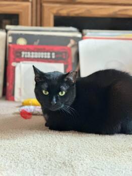 Sushi -  Domestic Short Hair Cat for Adoption in Chicago, Illinois - Sushi | PetCurious