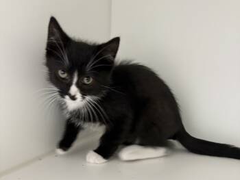 Rescue Domestic Short Hair Cats for Adoption in Rochester, Indiana - Checkers | PetCurious