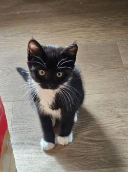 LILY* -  Domestic Short Hair Cat for Adoption in Santa Cruz, California - LILY* | PetCurious