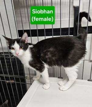 Rescue Domestic Short Hair Cats for Adoption in Manchester, Tennessee - Siobhan | PetCurious
