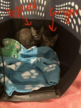 Pepper -  Domestic Short Hair Cat for Adoption in Fairfax, Virginia - Pepper | PetCurious