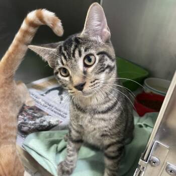 Chase -  Domestic Short Hair Cat for Adoption in Newport, North Carolina - Chase | PetCurious