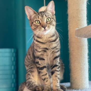 Rescue Domestic Short Hair Cats for Adoption - Rooster Roo Roo | PetCurious