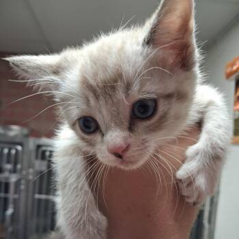 Alison -  Domestic Medium Hair Cat for Adoption in Birmingham, Alabama - Alison | PetCurious