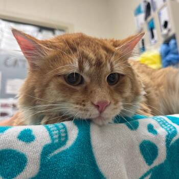 Fry -  Domestic Medium Hair Cat for Adoption in Murray, Utah - Fry | PetCurious
