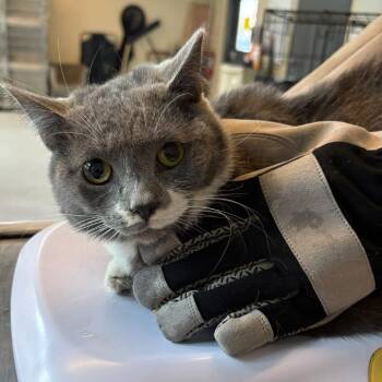 Domestic Short Hair Cats Available for Adoption - Teeda | PetCurious