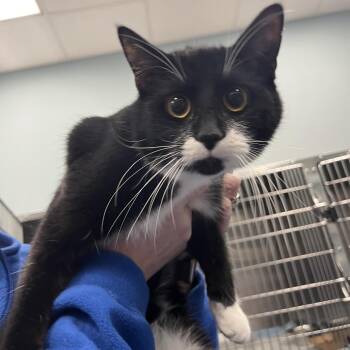 Domestic Short Hair Cats Available for Adoption - Lilly | PetCurious