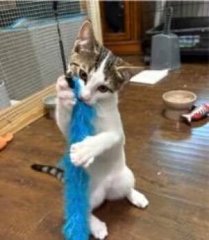 Rumi -  Tabby Cat for Adoption in San Antonio, Texas - Rumi | PetCurious