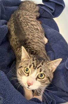 Rescue Domestic Short Hair Cats for Adoption in Lawrenceville, Georgia - Sx | PetCurious