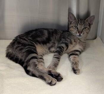 Scar - ADOPTED -  Domestic Short Hair Cat for Adoption in Atlanta, Georgia - Scar - ADOPTED | PetCurious