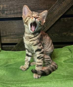 Forklift -  Domestic Short Hair Cat for Adoption in Stoughton, Wisconsin - Forklift | PetCurious