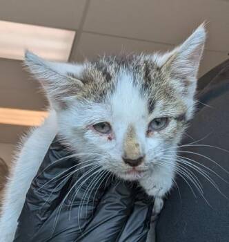 Omaha -  Domestic Short Hair Cat for Adoption in El Paso, Texas - Omaha | PetCurious