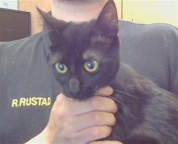GALATIA -  Domestic Short Hair Cat for Adoption in Sacramento, California - GALATIA | PetCurious