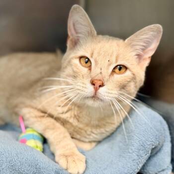 Mandarin -  Domestic Short Hair Cat for Adoption in Jackson Township, New Jersey - Mandarin | PetCurious