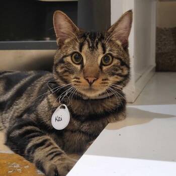 Rescue Tabby Cats for Adoption in East Brunswick, New Jersey - Kai | PetCurious