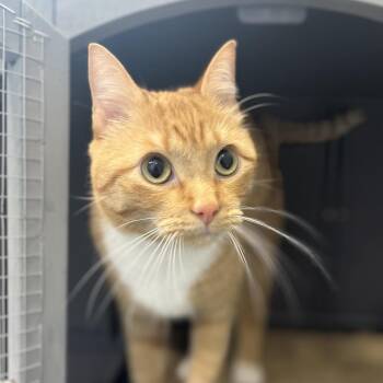 Domestic Short Hair Cats Available for Adoption in North Battleford, Saskatchewan - Rio | PetCurious