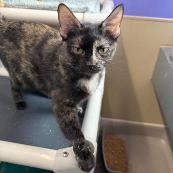 Domestic Short Hair Cats Available for Adoption in Mankato, Minnesota - Persimmon | PetCurious