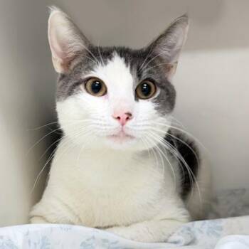 Domestic Short Hair Cats Available for Adoption - Squirt | PetCurious