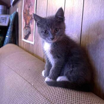 Painted Lady -  Domestic Short Hair Cat for Adoption in Candler, North Carolina - Painted Lady | PetCurious