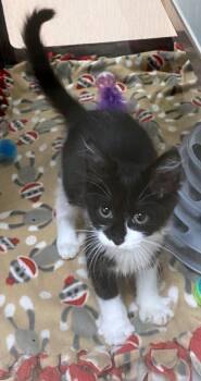 Tuxedo Cats Available for Adoption in Plano, Texas - Prototype A216756 | PetCurious