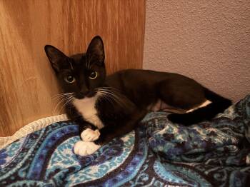 Gracie Tippy Toes -  American Shorthair Cat for Adoption in Mountain Home, Arkansas - Gracie Tippy Toes | PetCurious