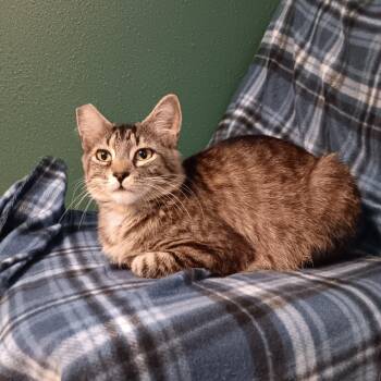 Dove -  Domestic Short Hair Cat for Adoption in Springfield, Oregon - Dove | PetCurious