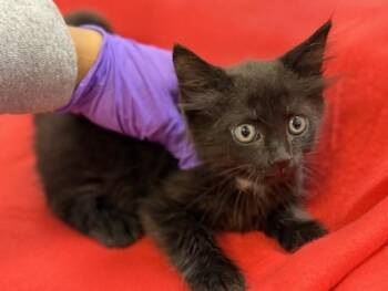 Domestic Short Hair Cats Available for Adoption in Doral, Florida - NAMI | PetCurious
