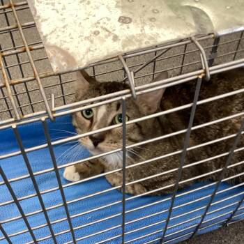 Turkey -  Domestic Short Hair Cat for Adoption in Montgomery, Alabama - Turkey | PetCurious