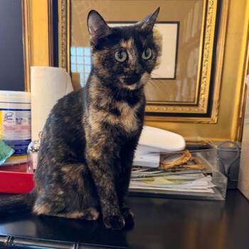 Domestic Short Hair Cats Available for Adoption in Juno Beach, Florida - Childlike Empress | PetCurious