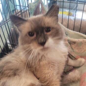 Domestic Long Hair Cats Available for Adoption in Rochester, Minnesota - Robogy | PetCurious