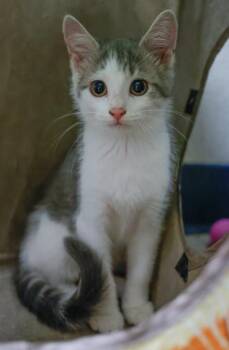 Tabitha -  Domestic Short Hair Cat for Adoption in Verona, Wisconsin - Tabitha | PetCurious