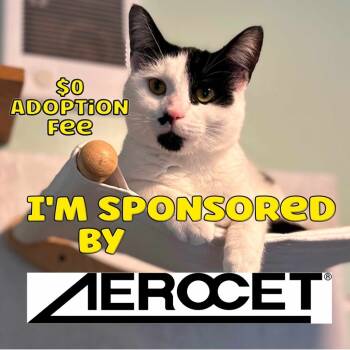 Rescue Domestic Short Hair Cats for Adoption in Priest River, Idaho - Avanti | PetCurious