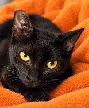 Midnight -  Domestic Short Hair Cat for Adoption in Battle Ground, Washington - Midnight | PetCurious