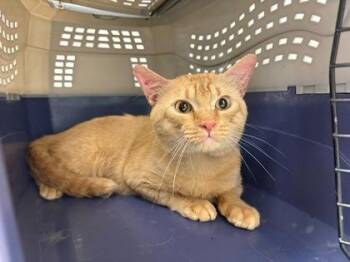Happy Purrride! -  Domestic Short Hair Cat for Adoption in Kansas City, Missouri - Happy Purrride! | PetCurious