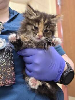 Agatha -  Domestic Medium Hair and Domestic Short Hair Cat for Adoption in Westland, Michigan - Agatha | PetCurious