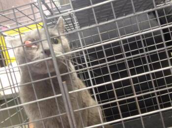 CALYPSO -  Domestic Short Hair Cat for Adoption in Tulsa, Oklahoma - CALYPSO | PetCurious