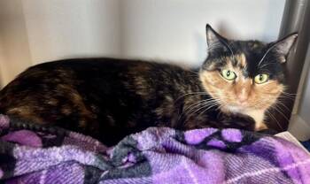 Domestic Short Hair Cats Available for Adoption in Kalamazoo, Michigan - FERGIE | PetCurious