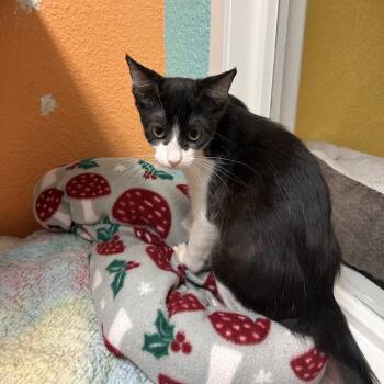 Martin -  Domestic Short Hair Cat for Adoption in Fresno, California - Martin | PetCurious