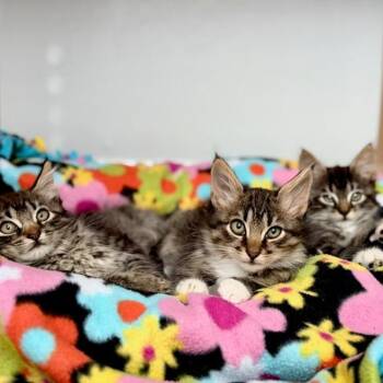 Apollo 3 -  Domestic Medium Hair Cat for Adoption in Cumming, Georgia - Apollo 3 | PetCurious