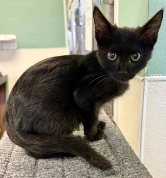 SHADAZZLE -  Domestic Short Hair Cat for Adoption in Sarasota, Florida - SHADAZZLE | PetCurious