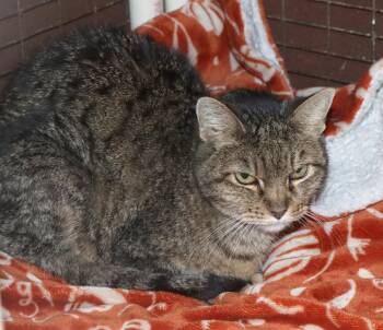 Domestic Short Hair Cats Available for Adoption - Grandma | PetCurious