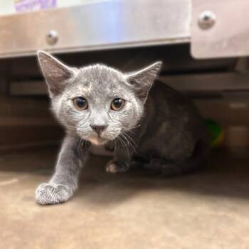 Glitter -  Domestic Short Hair Cat for Adoption in Davenport, Iowa - Glitter | PetCurious
