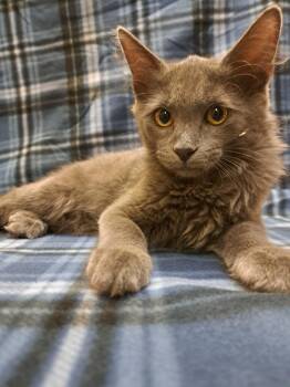 Spain -  Domestic Short Hair Cat for Adoption in Albuquerque, New Mexico - Spain | PetCurious