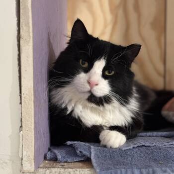 Arthur The Reluctant Royal, Learning to Trust His Subjects -  Domestic Long Hair Cat for Adoption in Stamford, Connecticut - Arthur The Reluctant Royal, Learning To Trust His Subjects | PetCurious