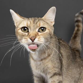 April -  Domestic Short Hair Cat for Adoption in Franklin, Tennessee - April | PetCurious
