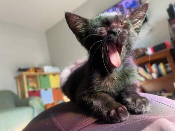 Oliver and Prince -  Tuxedo Cat for Adoption in Walnut Creek, California - Oliver And Prince | PetCurious