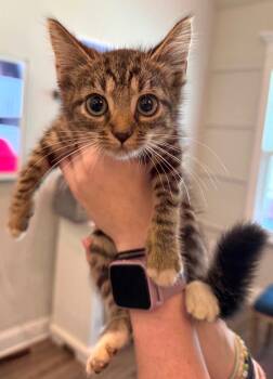 Rescue Domestic Short Hair Cats for Adoption in Augusta, Georgia - Twix | PetCurious